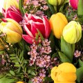 Wax a tulipány
